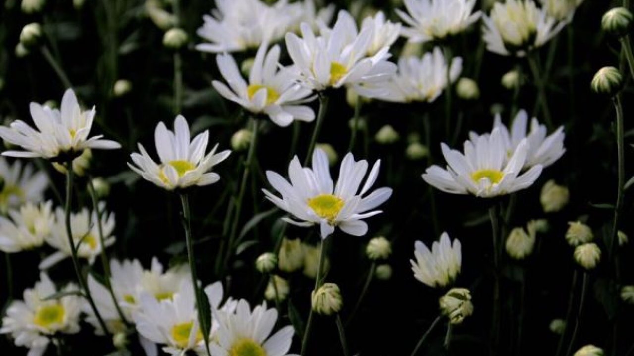 Nhìn vào bông Cúc Họa Mi màu trắng tinh khiết, bạn sẽ thấy sự thanh lịch và tinh tế đến từng chi tiết. Với hình ảnh này, bạn sẽ được trải nghiệm vẻ đẹp tuyệt vời của hoa này. Hãy thưởng thức nó và để lại dấu ấn cho tâm hồn của bạn.