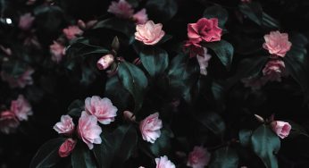 Snapseed – Một trong những app chụp ảnh đẹp được giới trẻ ưa chuộng