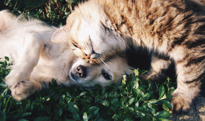 Khoảnh khắc chú chó và mèo đang chơi với nhau