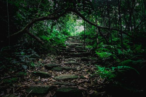 Vẻ đẹp bí hiểm của rừng Tam Đảo