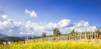 Top 6 nông trại có view chụp ảnh tuyệt đẹp tại Đà Lạt