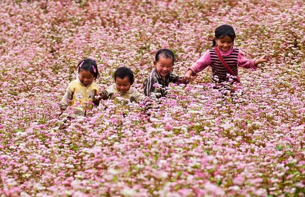 Những đứa trẻ ở Hà Giang nô đùa trong biển hoa tam giác mạch